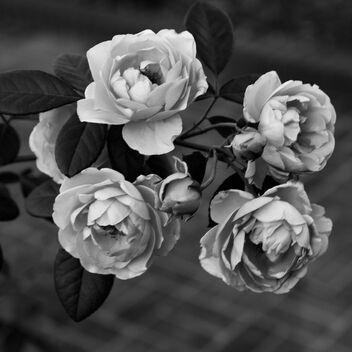 Roses - image #490315 gratis