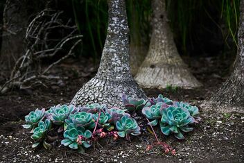 Echeveria and Ponytail Agave - image #490325 gratis