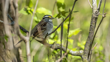 White throated sparrow at Hoover forest preserve. - Free image #490355
