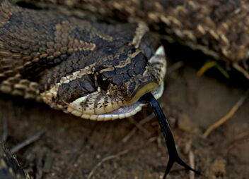 Dusty Hognose Snake (Heterodon gloydi) - image gratuit #490825 