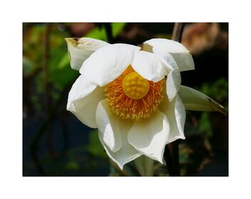 White lotus - image gratuit #490895 