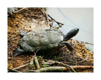 Mud covered tortoise - Free image #491065