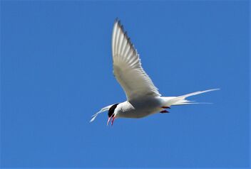 Arctic Tern - image #491305 gratis