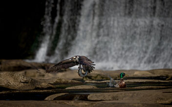 Osprey With Its Catch - image gratuit #491315 