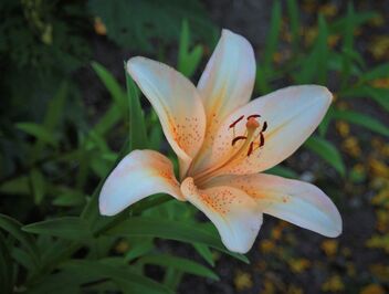 Lily in the dusk of the evening - image gratuit #492055 