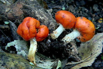 Red pouch fungus. - Free image #492185