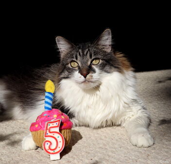 The Look... of a Birthday Boy =^..^= - Free image #492305