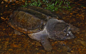Alligator Snapping Turtle (Macrochelys temminckii) - бесплатный image #492535
