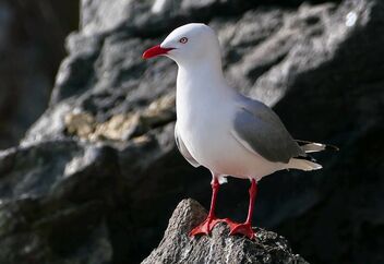 Red billed Gull. - image gratuit #492885 