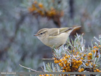 Hume's Warbler (Phylloscopus humei) - Free image #492895