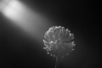[Trifolium pratense 6] - бесплатный image #492995