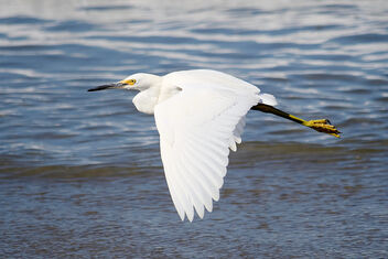 Snowy Egret Flying - image gratuit #493165 