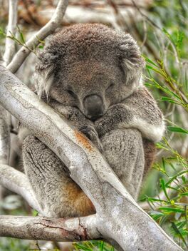 The sleeply Koala - бесплатный image #493235
