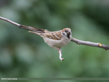 Eurasian Tree Sparrow (Passer montanus) - image gratuit #493775 