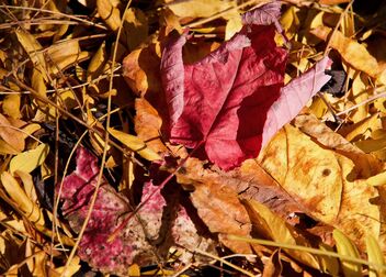 Autumn Perception - Free image #493855