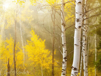 Aspen grove Gogy morning - Free image #493905