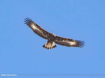 Golden Eagle (Aquila chrysaetos) - image gratuit #493945 