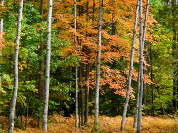 Autumn Color - image #494005 gratis
