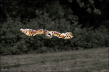 Owl at dusk - image #494045 gratis