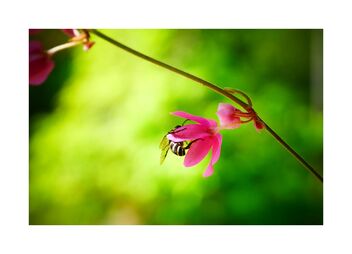 Collecting nectar - image #494085 gratis