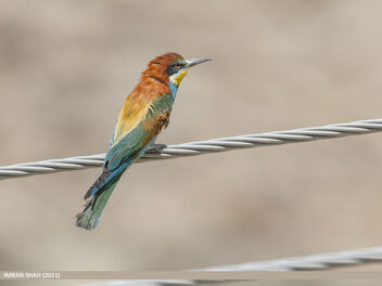 European Bee-eater (Merops apiaster) - Free image #494295