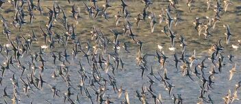 flock of shorebirds L1130212 (1) - бесплатный image #494695