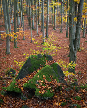 Beech forest feels like walking in a cathedral - image gratuit #494815 