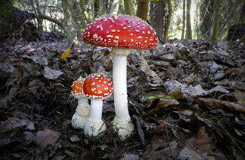 Fly agaric. - image #494855 gratis