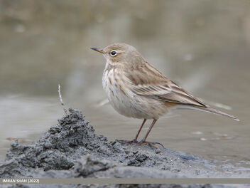Water Pipit (Anthus spinoletta) - Free image #495025
