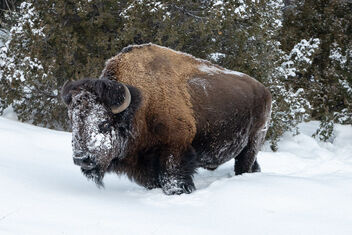 A bull bison with a snow-covered face (2) - image gratuit #495255 