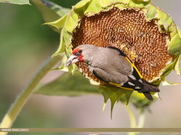 European Goldfinch (Carduelis carduelis) - image gratuit #495355 