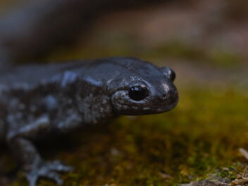 Smallmouth Salamander (Ambystoma texanum) - image gratuit #495695 