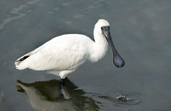 The royal spoonbill. - Kostenloses image #495735