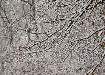 Winter White - image #496295 gratis