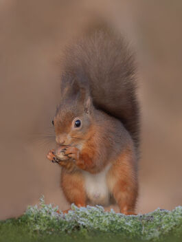 Red Squirrel - бесплатный image #496355