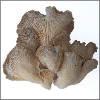 Mushroom exotica - image #496495 gratis