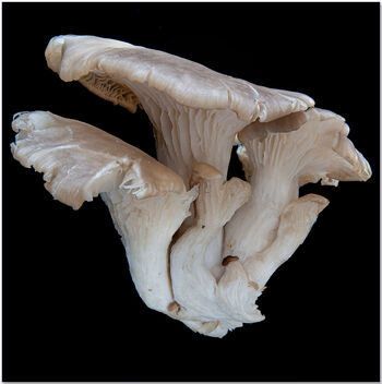 Exotic Mushroom, day 6 - image gratuit #496625 