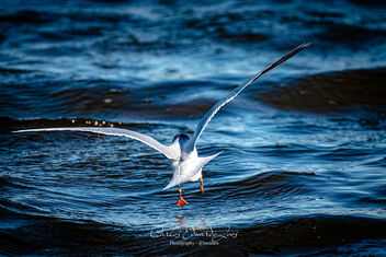 The smallest Gull in the word - image #496635 gratis
