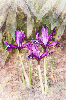 Iris Reticulata - Kostenloses image #496675
