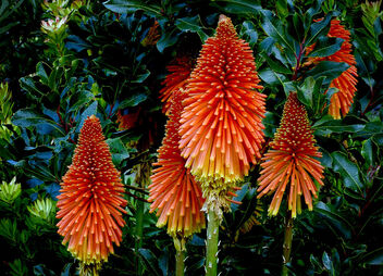 Red hot pokers (Kniphofia) - image gratuit #496715 