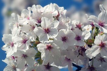 Plum Blossom - image gratuit #497025 