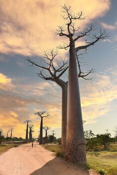 Allee des Baobabs - image #497175 gratis