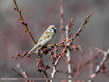 Eurasian Tree Sparrow (Passer montanus) - бесплатный image #497405