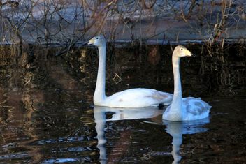 A swan Couple - image gratuit #497595 
