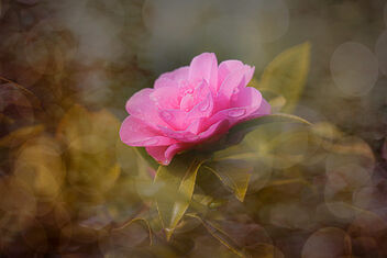 Pink Camellia - Kostenloses image #497695
