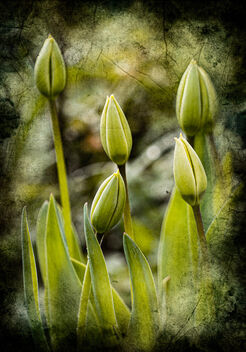 Adolescent Tulips! - Free image #497735