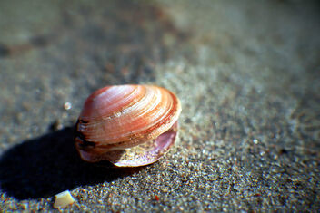 Small seashell - image #497945 gratis