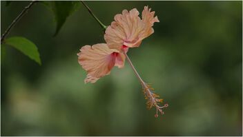 Light orange hibiscus - бесплатный image #498055
