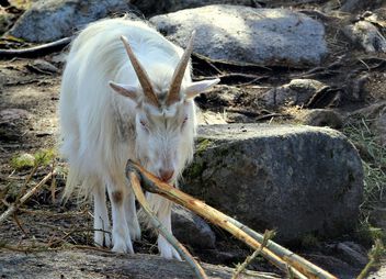 Goat buck - Free image #498305