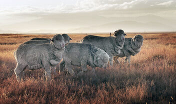 Merino sheep. - image #498445 gratis